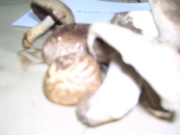 AGARICUS 